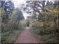 Track, Haugh Wood in HR1 4QY