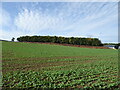 Crop field towards Sandybank Wood, Park End in NE48 3AD