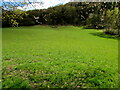 Field on the north side of the B4434, Tonna in SA10 8HH