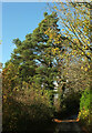 Pine and other trees, Dundridge in TQ9 7PP