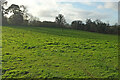 Field near Dundridge House in TQ9 7PP