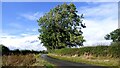 Healthy Ash Tree at Trees Farm in Brignall