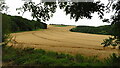 Fields of wheat by M Plantation, Farforth in Maidenwell