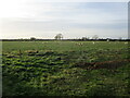 Grass field with sheep, Hose Lane in Clawson, Hose and Harby