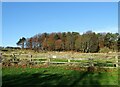 Wood north of Clayton Terrace road in NE39 2AR