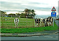 Cattle at Hest Bank Lane in LA2 6JU