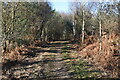 Path in the woods above Sleep Bottom in SP6 3DF