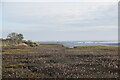 Saltmarsh, Two Tree Island in SS8 8PE