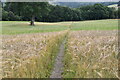 Footpath through barley in PH16 5JA