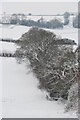 Hedgerow Oaks in the snow in DT2 7BN