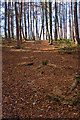 Beech woodland, Hellhole Wood in DH9 6RG