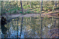 Small pond, Hellhole Wood in DH9 0QB
