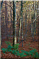 Beech woodland, Hellhole Wood in DH9 0QB