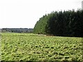 Woodland edge, Blairingone in FK14 7LR