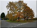 Autumn trees, Windsor Road, Droitwich in WR9 8NX