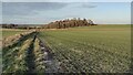 Bridleway to Ardington in Ardington
