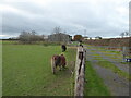 Miniature ponies in a paddock in SY4 4DD