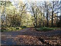 Path junction on the woods in NE17 7EL