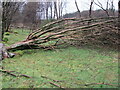 Fallen trees in YO18 8RP