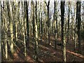 Beech wood in NP16 6HF