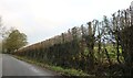 Recently cut hedgerow on Piper's End, Letty Green in SG14 2TN