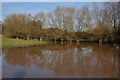 Willow trees reflected in floodwater, Whitbourne in WR6 5SF