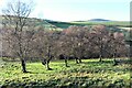 Birch wood below Tomnoan in AB55 4DR
