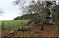 Forest edge north of Aboyne in AB34 5FH