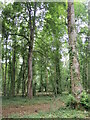 Pinkney Wood in SN16 0PT