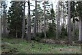 Open forest at Bridgend in AB34 5PZ