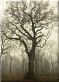 A misty day in Hainault Forest in RM4 1NB