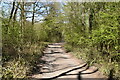 Bridleway, Hangdog Wood in RH9 8JQ