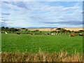 Cattle Grazing near Thurso in KW14 8HW