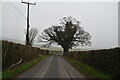 Tree by Pilgrims' Way in TN16 2DS