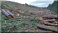 Section of recent tree felling in Bromleyhope Wood in NE43 7RX