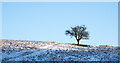 Lone tree on snowed slope in DH7 9HR