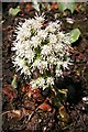 White Butterbur (Petasites albus) in AB54 7UJ