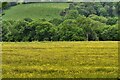 Llanerchaeron House and Garden: Field of buttercups seen from the lake in SA48 7PU