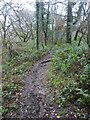 Footpath through trees and scrub, Hanger Down in PL21 0JJ