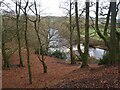 Winter trees above the River Goyt in SK6 2DE