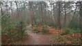 Footpath in The Wood in GU17 9JF