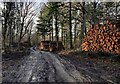 Timber stacks in Cleobury Coppice in DY14 9BE