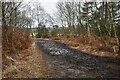 Muddy path on the edge of West Moors Plantation in BH22 0HA