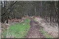 Path into West Moors Plantation in BH21 6FB