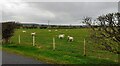 Sheep in field NE of Plumpton Hall in CA11 9NN