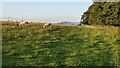 Sheep and Titterstone Clee Hill (viewed from Oaker Coppice) in HR6 9TU