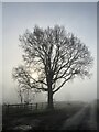 Lone tree shrouded in mist in CF14 0HY