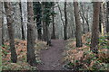 Path through the woods near White Sheet Hill car park in BH21 7DA
