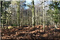 Bracken and silver birch in Round Copse in SP5 2DZ