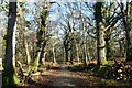 Path in Langley Wood in SP5 2PB